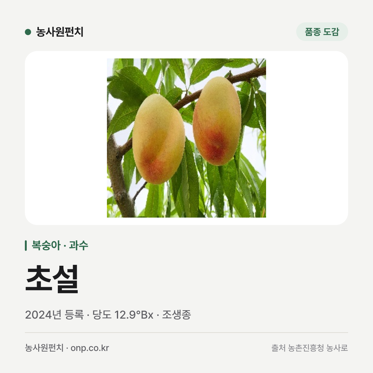초설