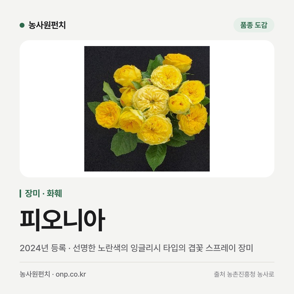 피오니아