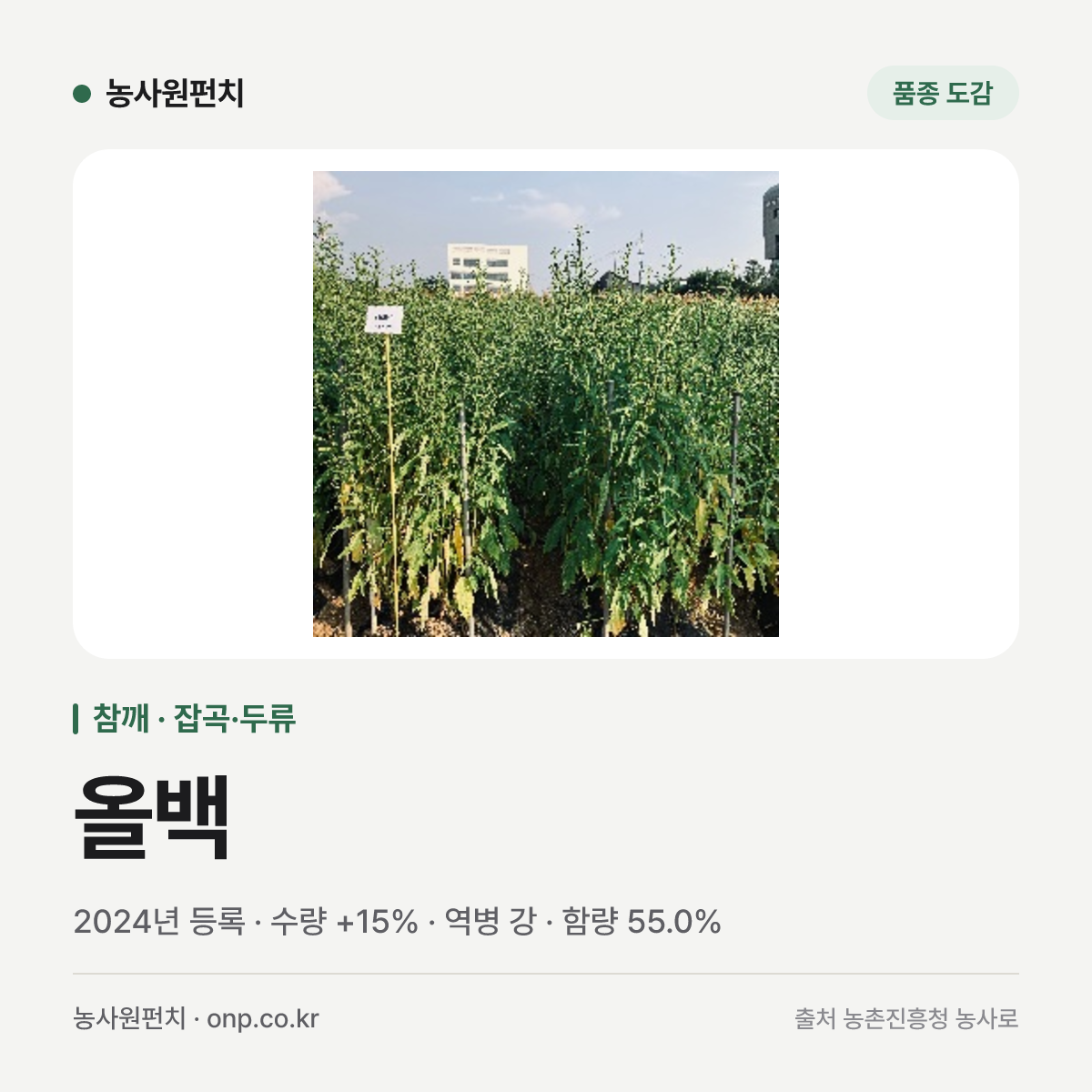 올백
