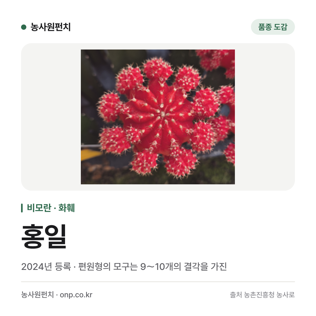 홍일