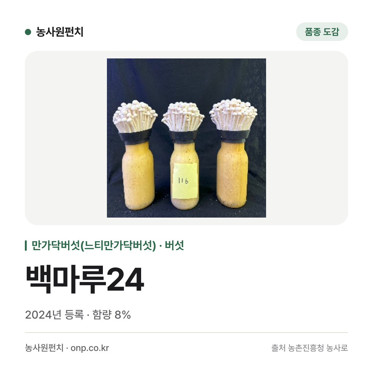 백마루24