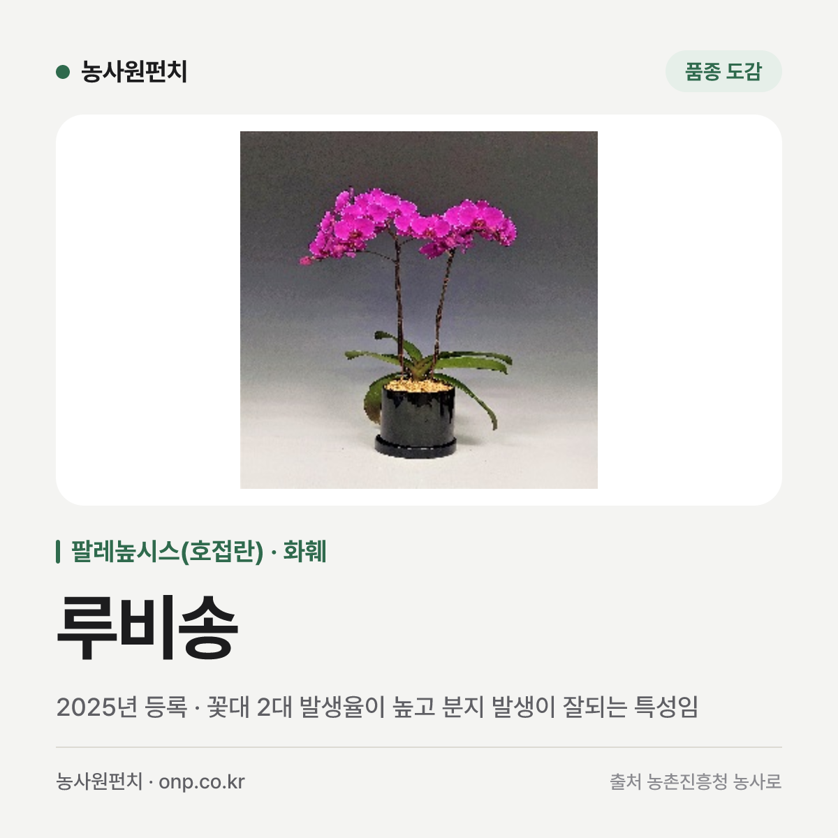 루비송