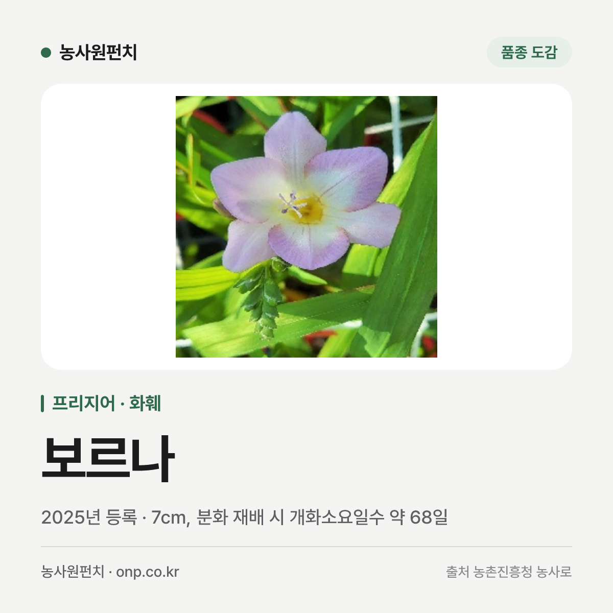보르나