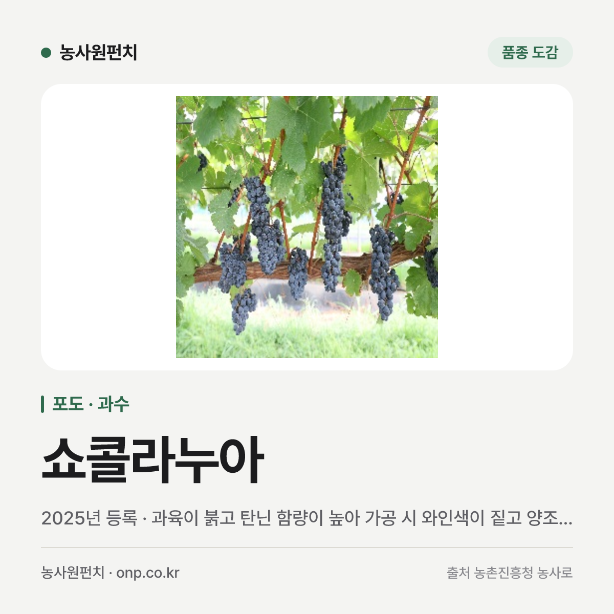 쇼콜라누아