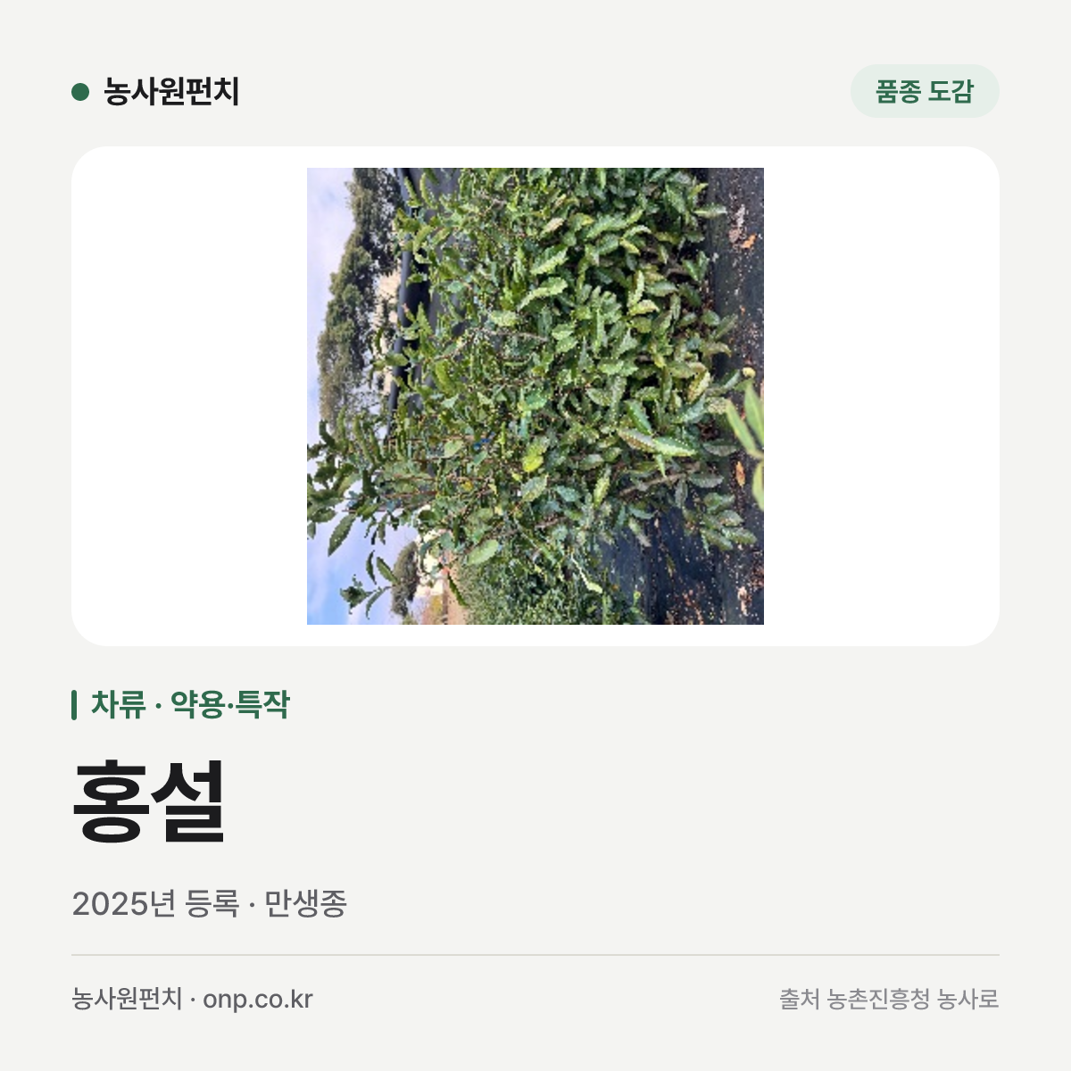 홍설