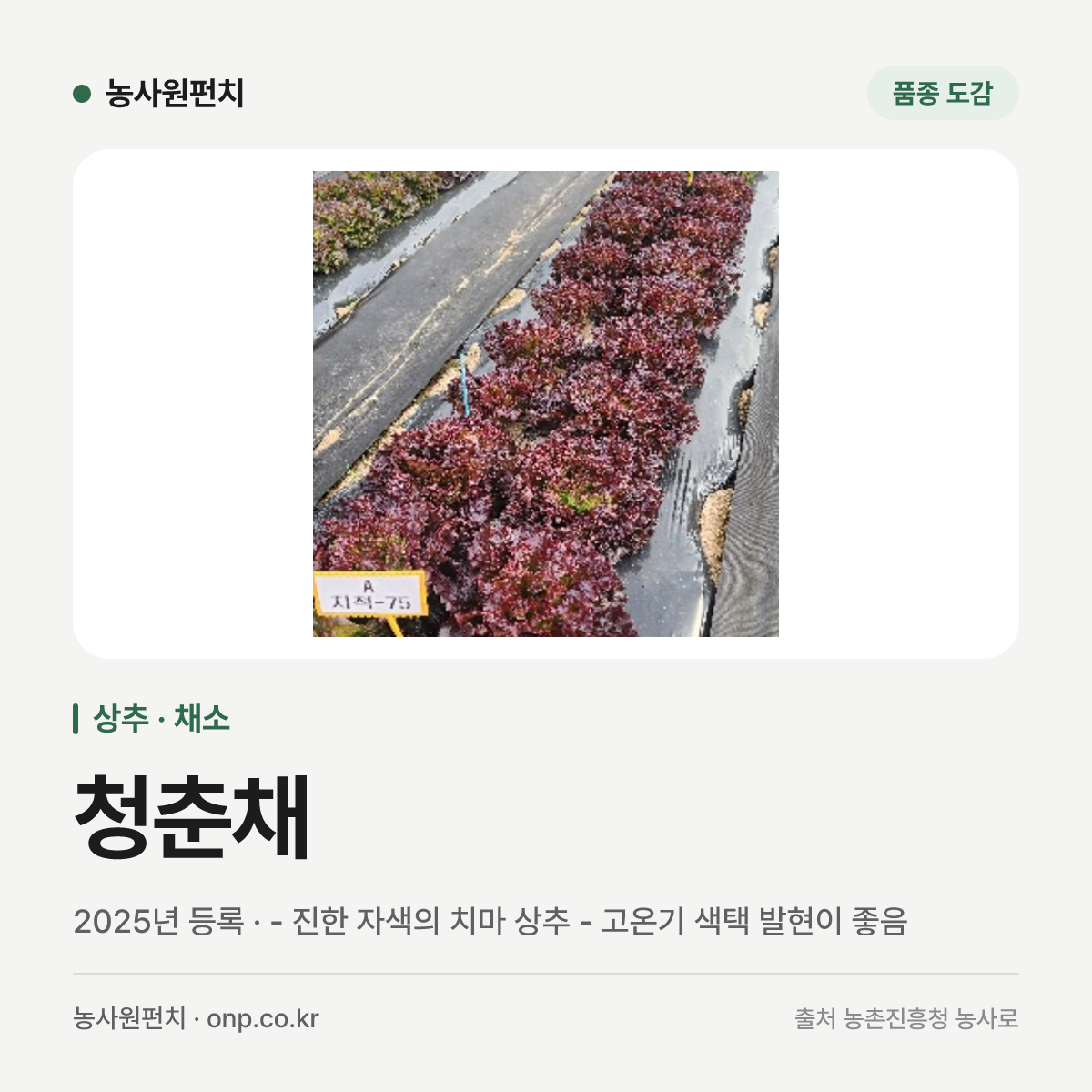 청춘채