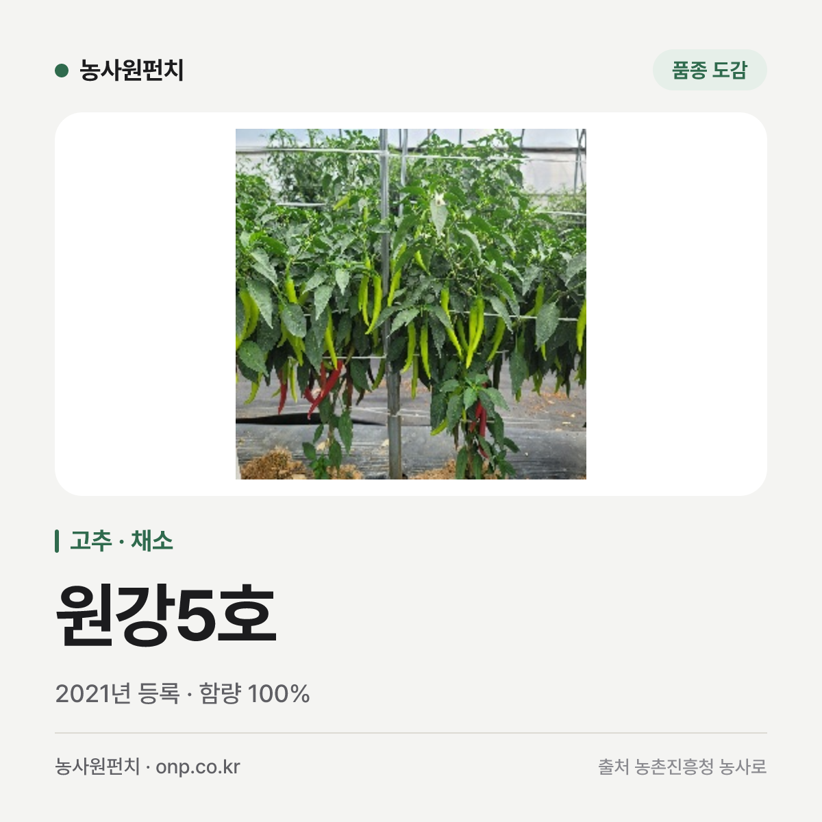 원강5호