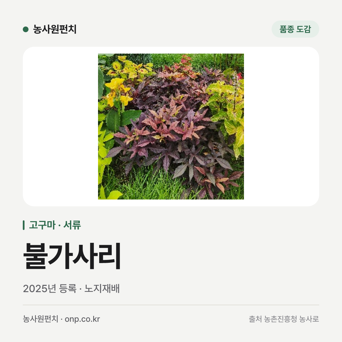 불가사리