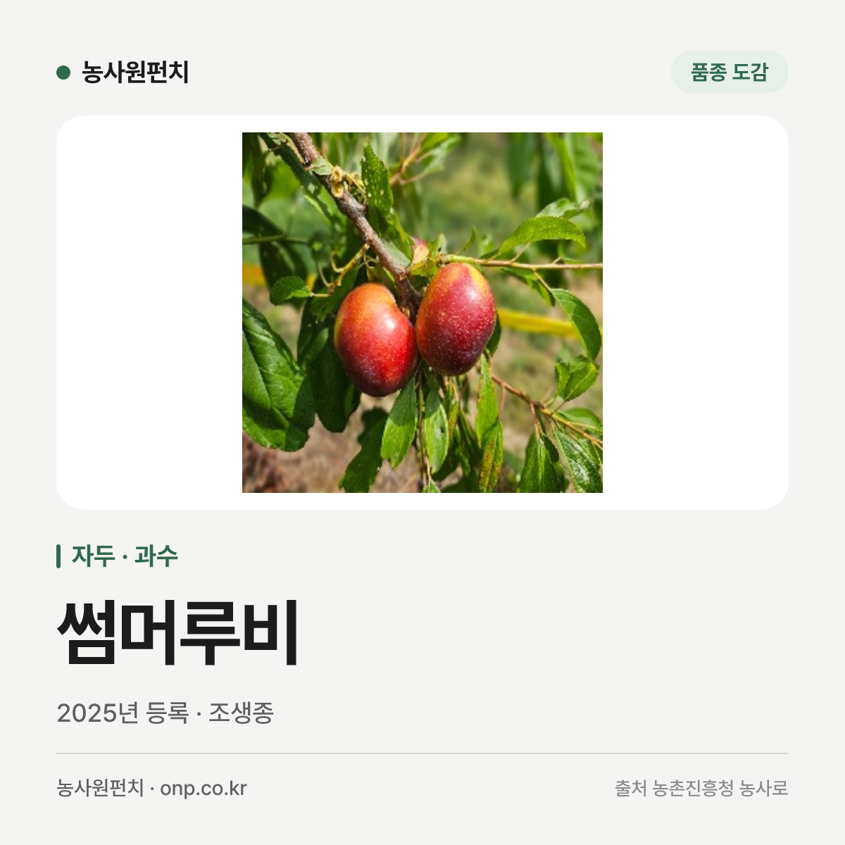 썸머루비