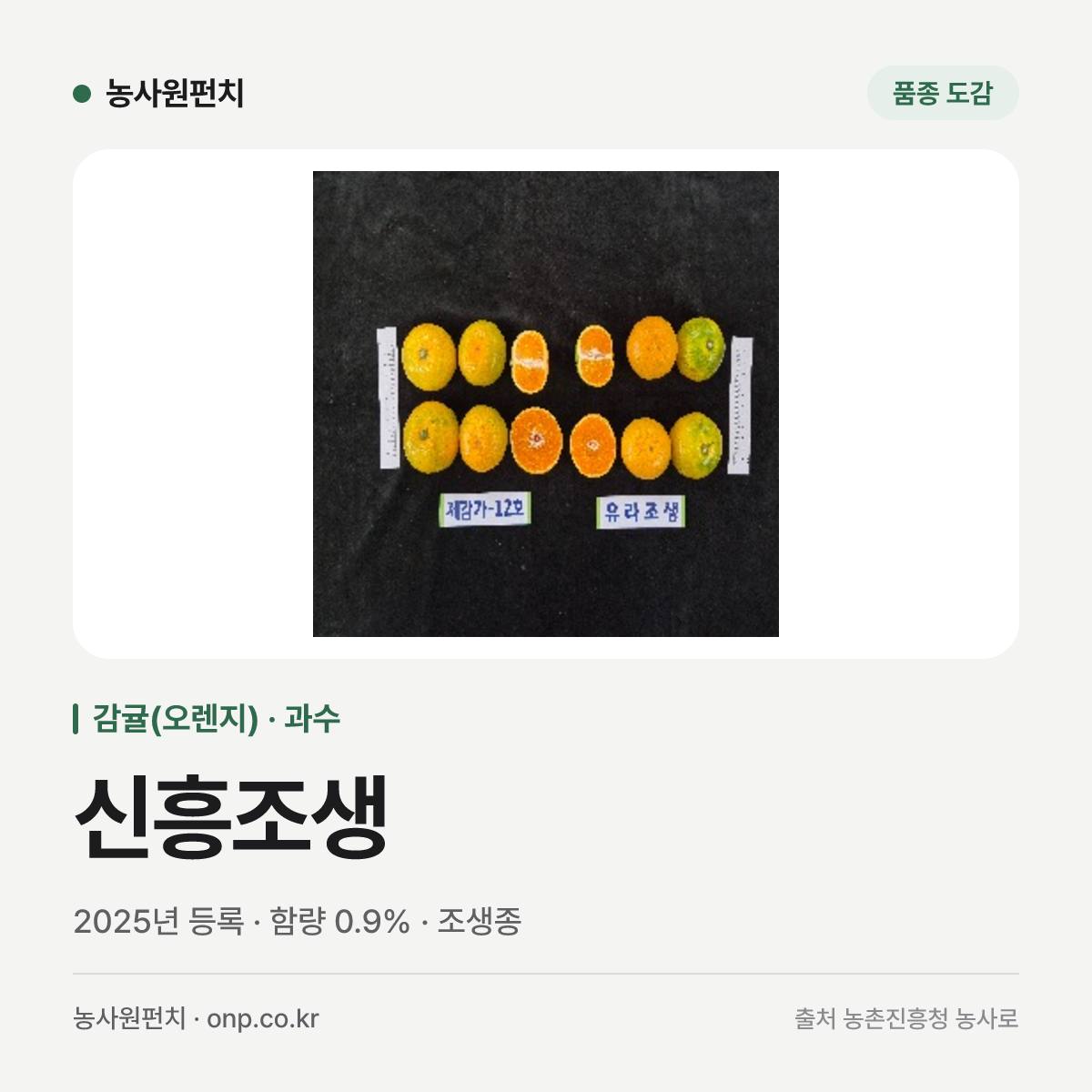 신흥조생