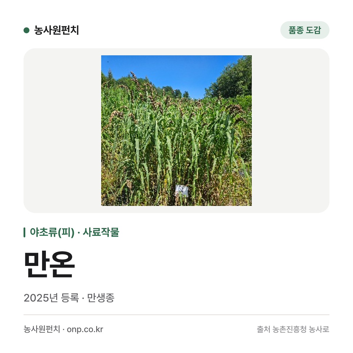 만온
