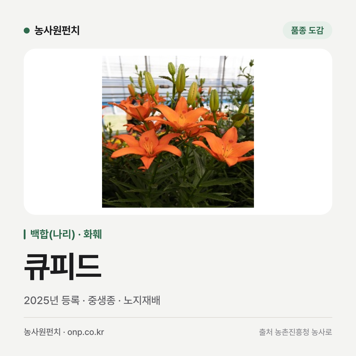 큐피드