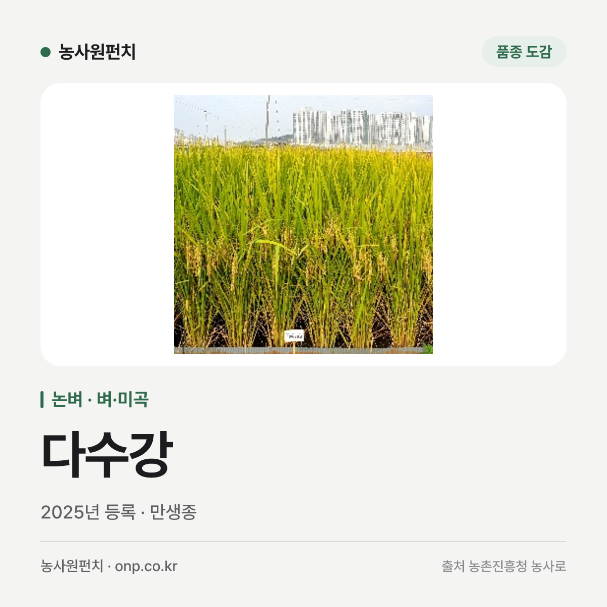 다수강