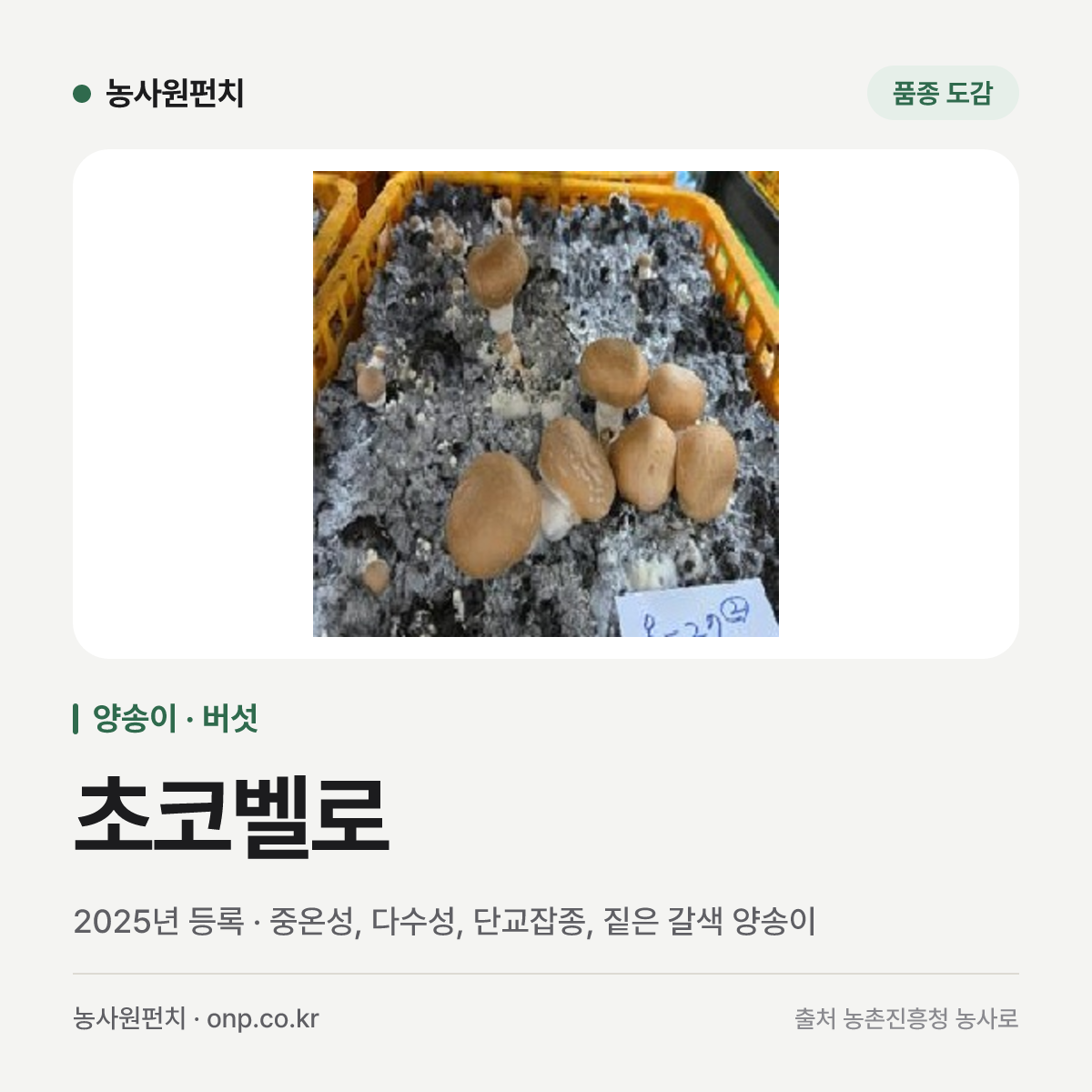 초코벨로