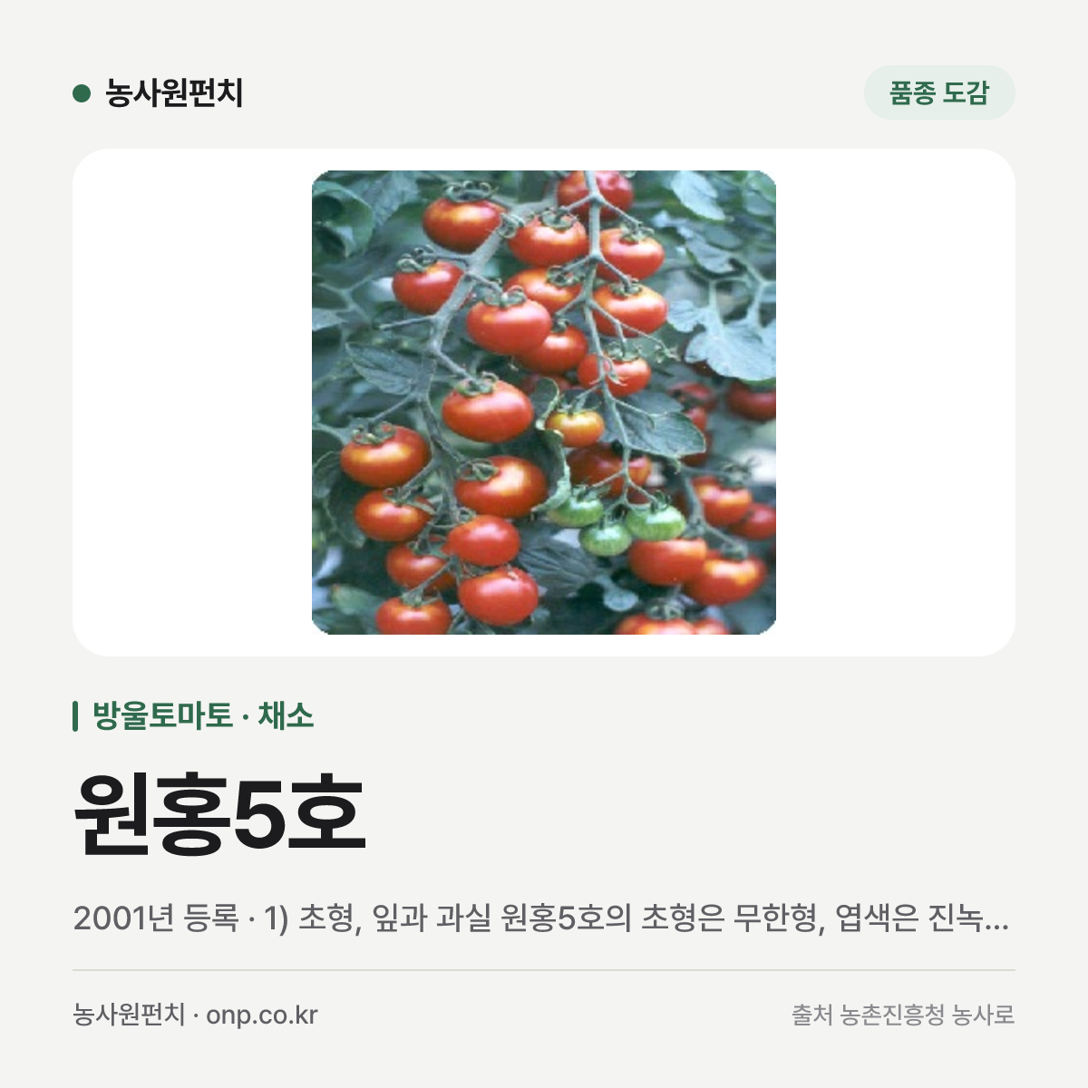 원홍5호