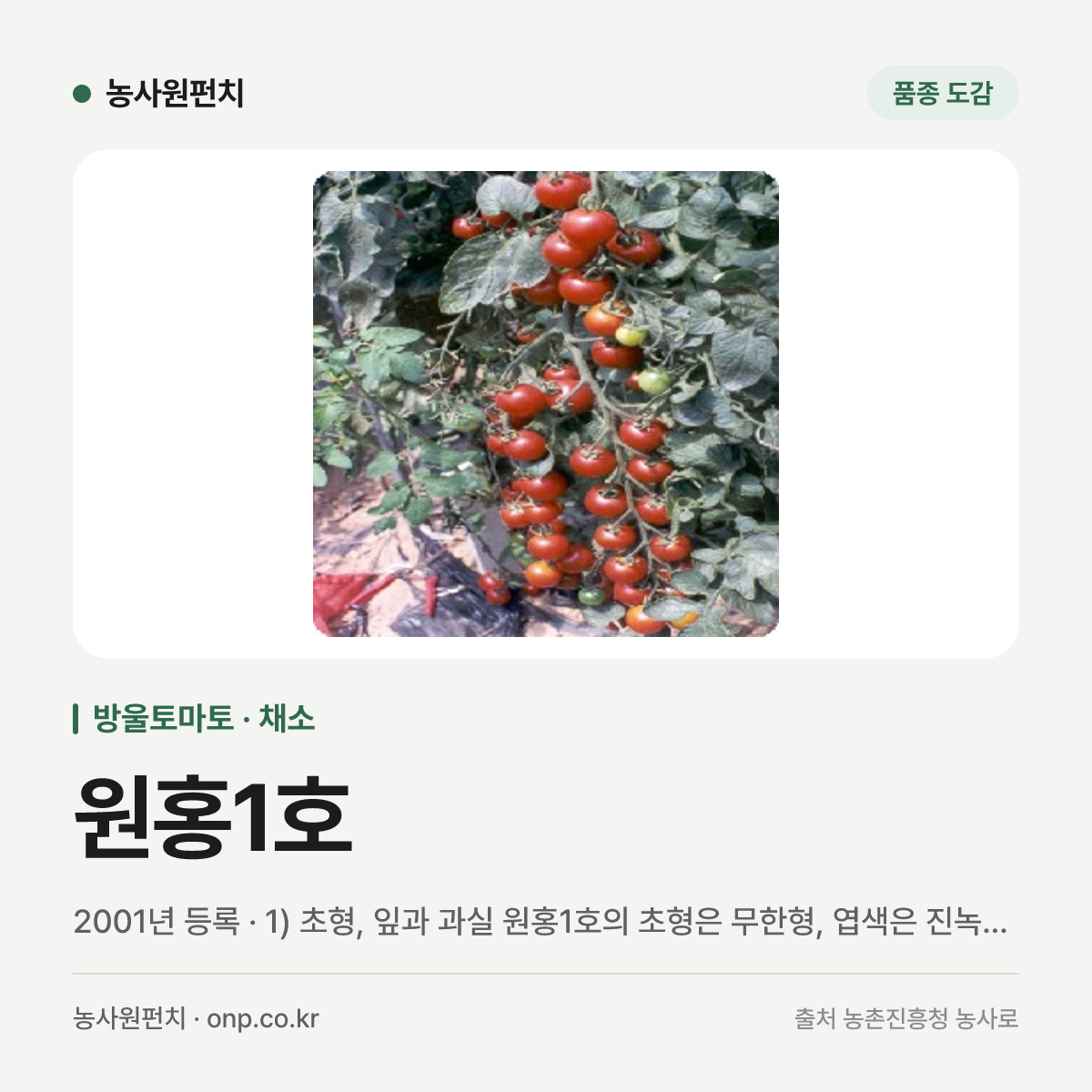 원홍1호