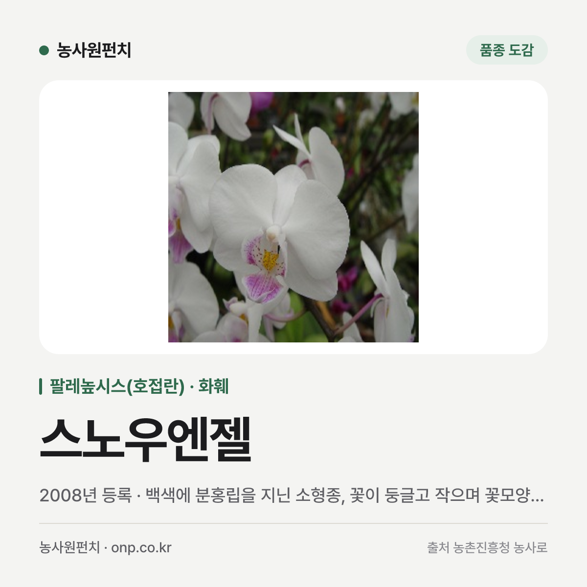 스노우엔젤
