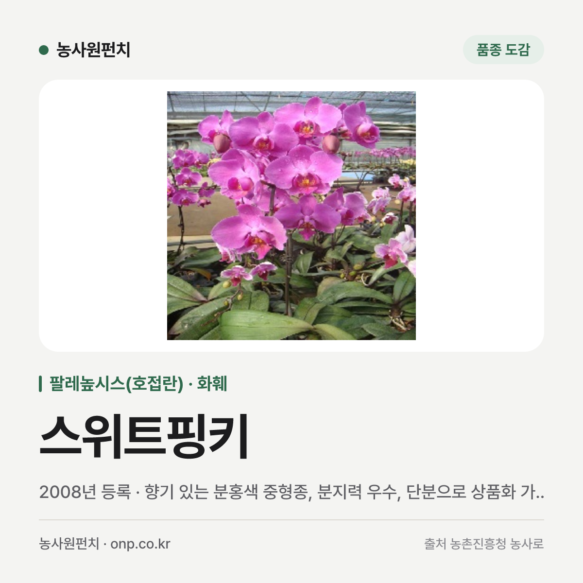 스위트핑키