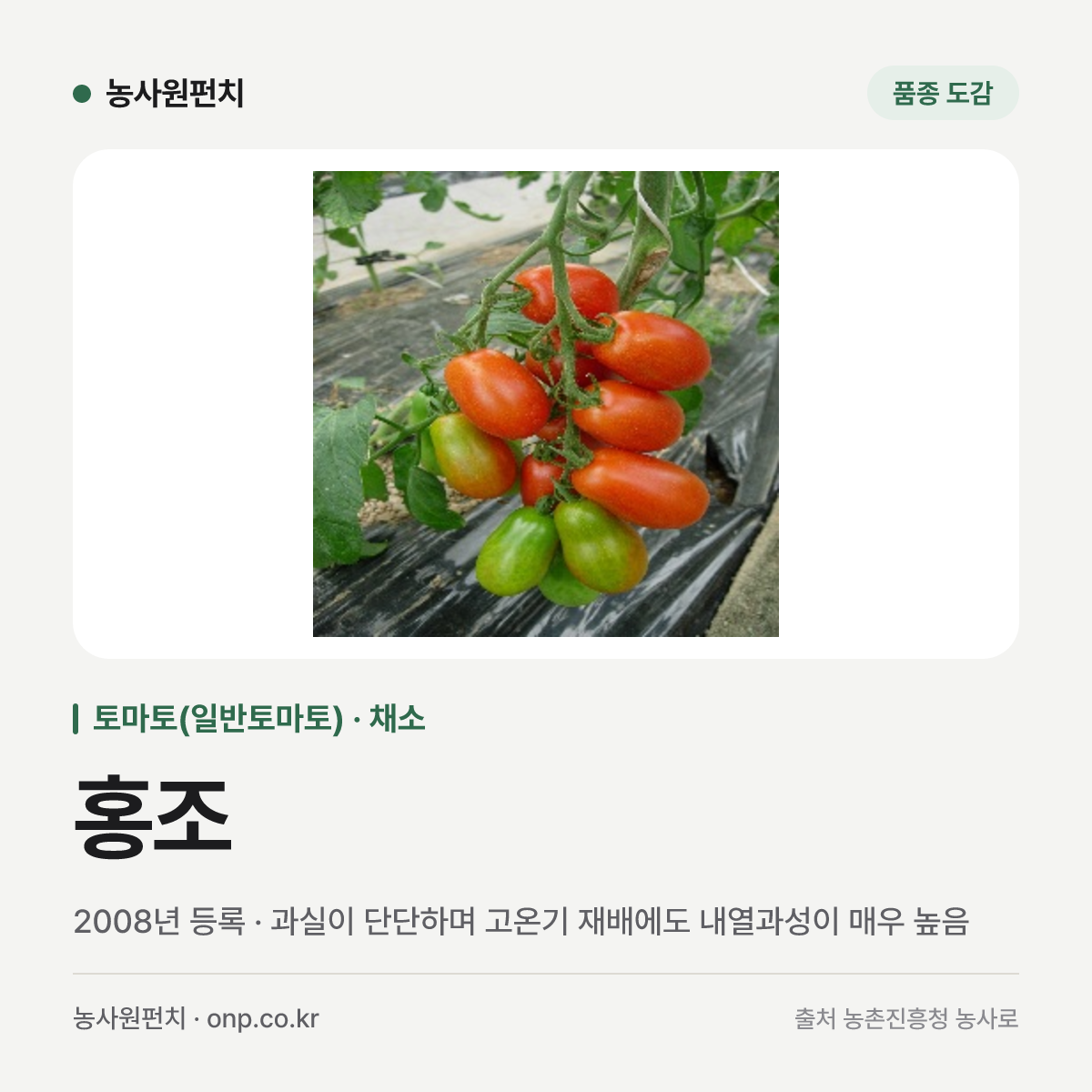 홍조