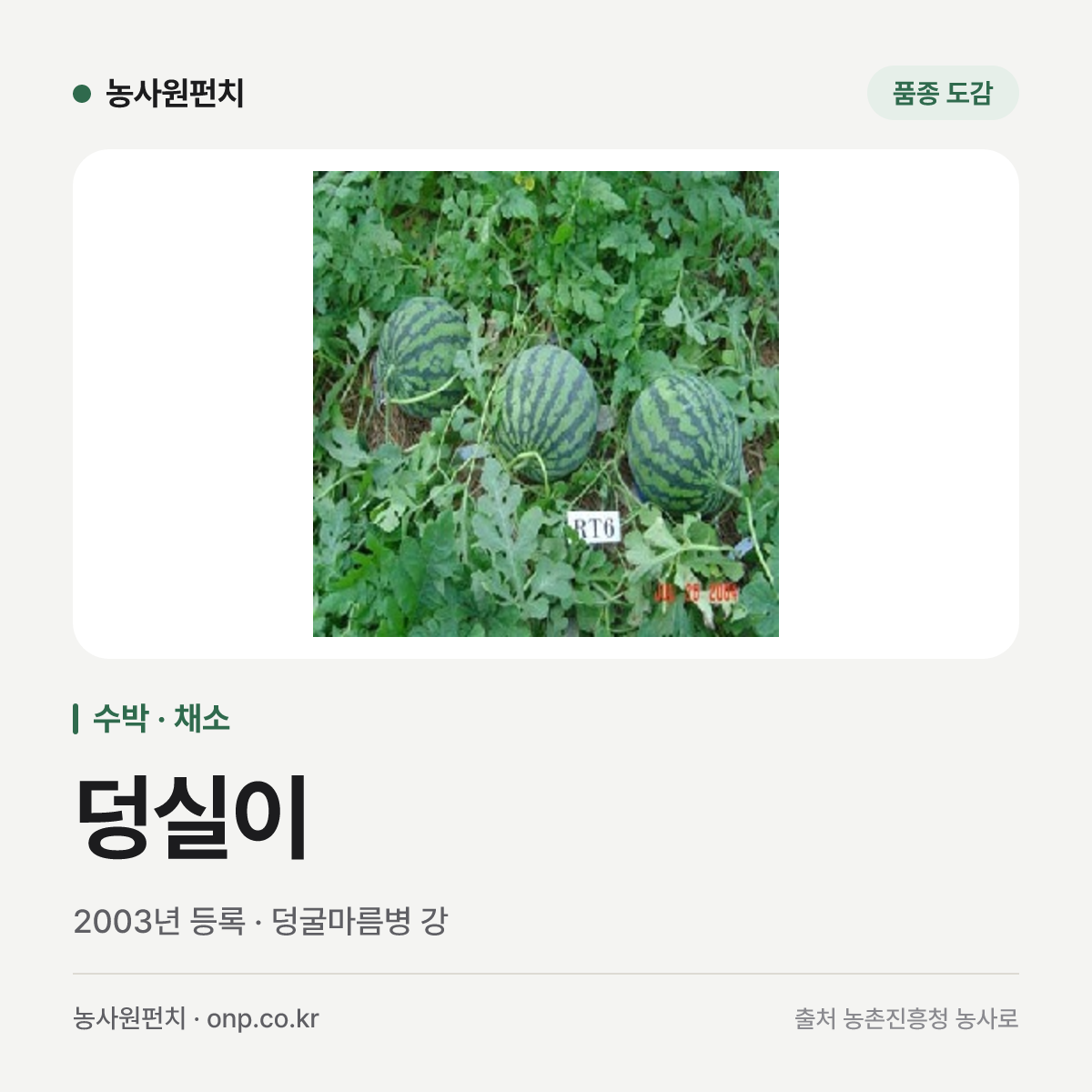 덩실이