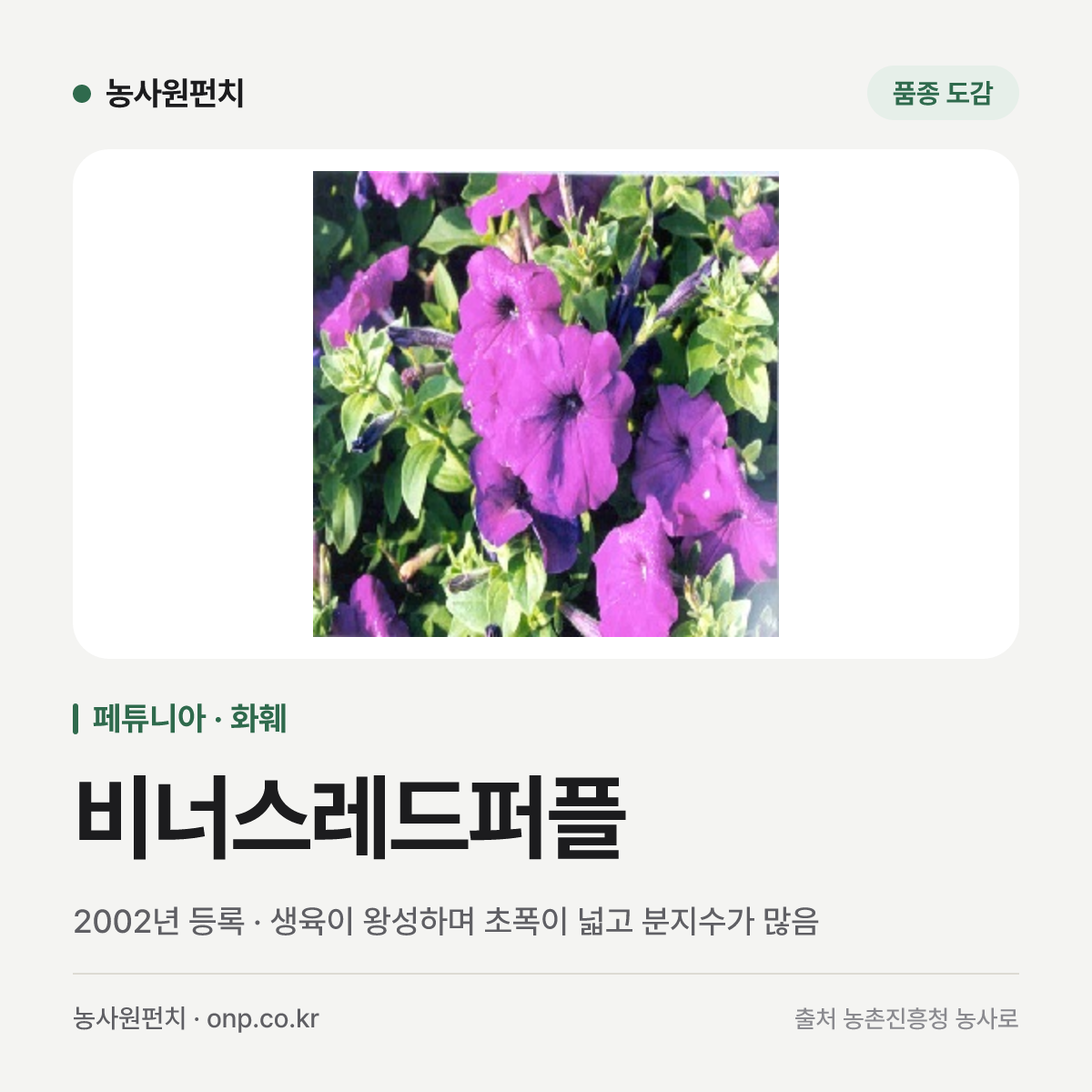 비너스레드퍼플