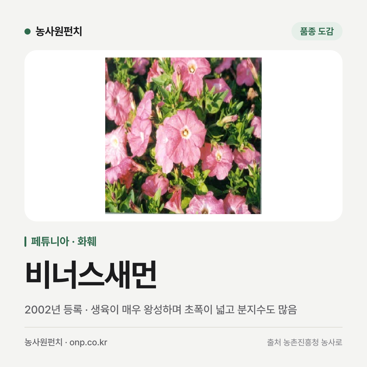 비너스새먼