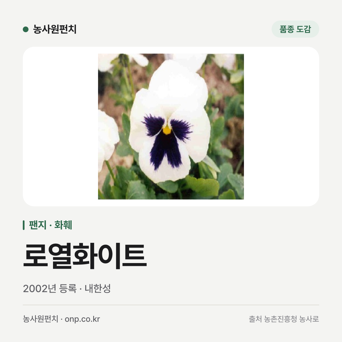 로열화이트