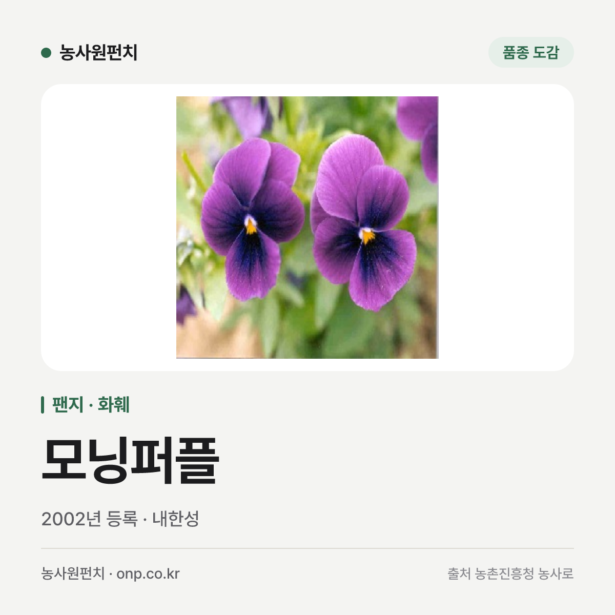 모닝퍼플