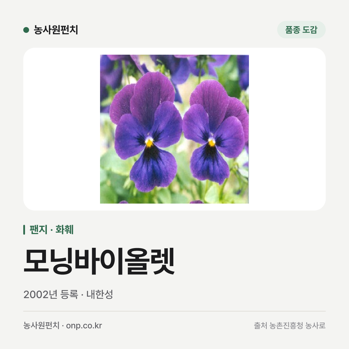 모닝바이올렛