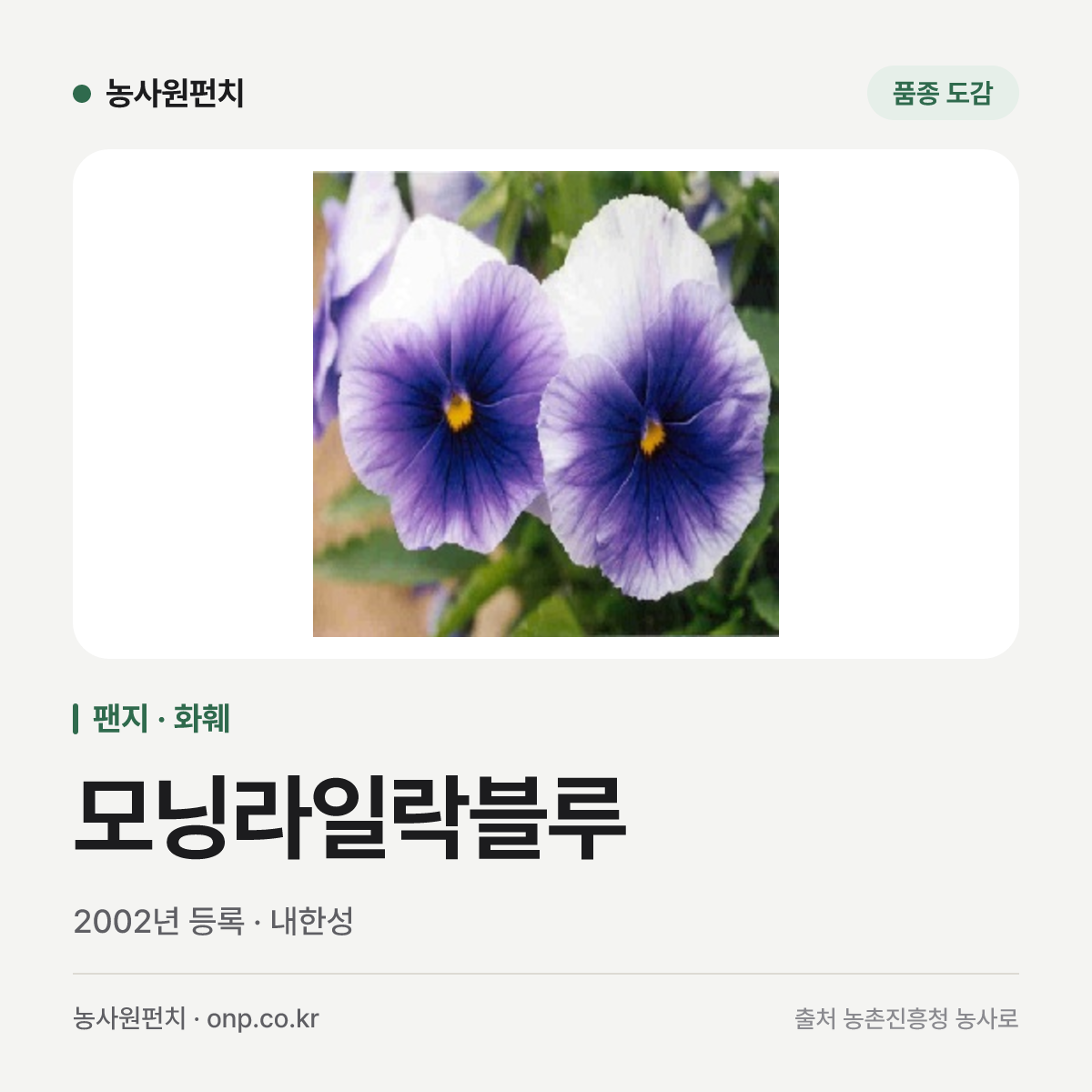 모닝라일락블루