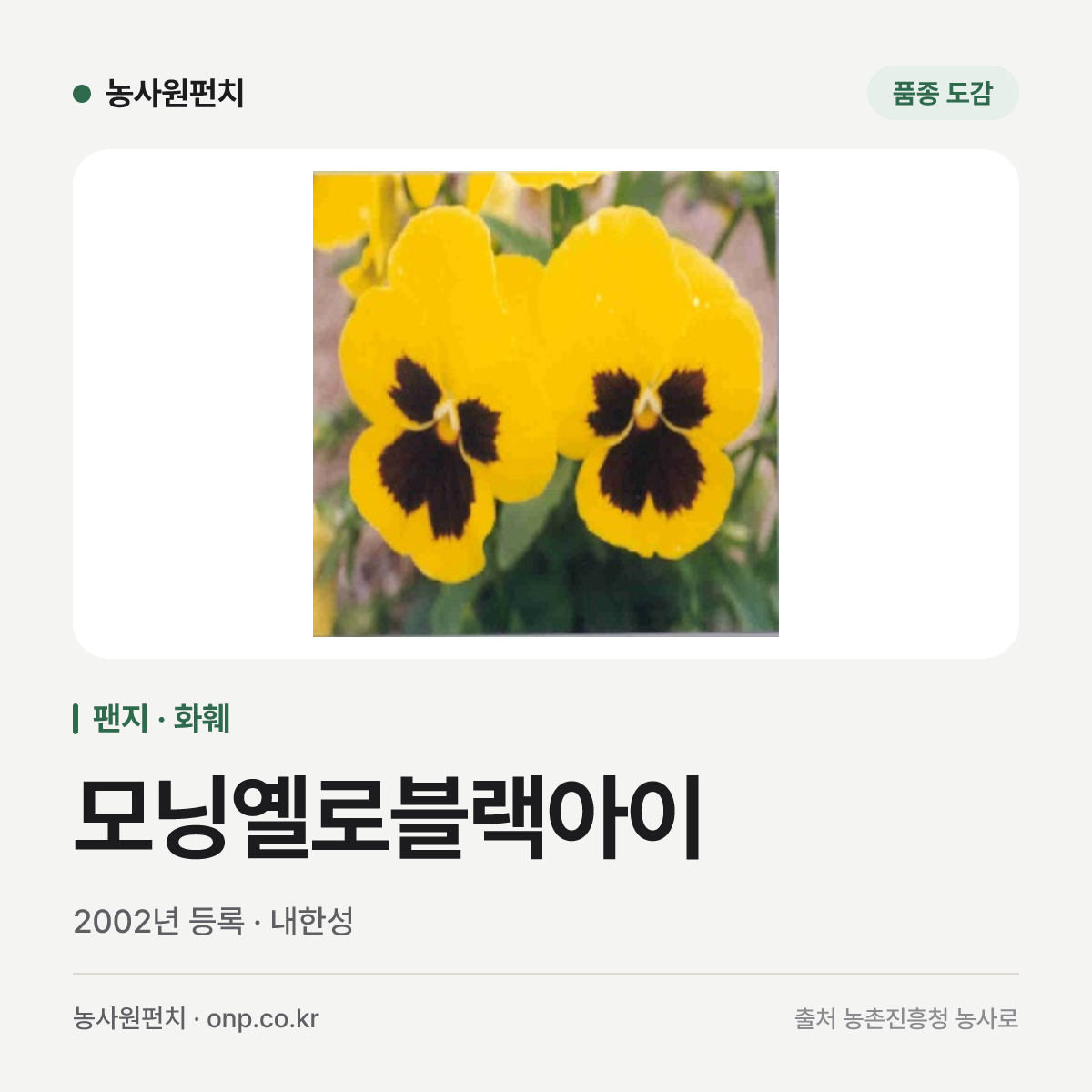 모닝옐로블랙아이