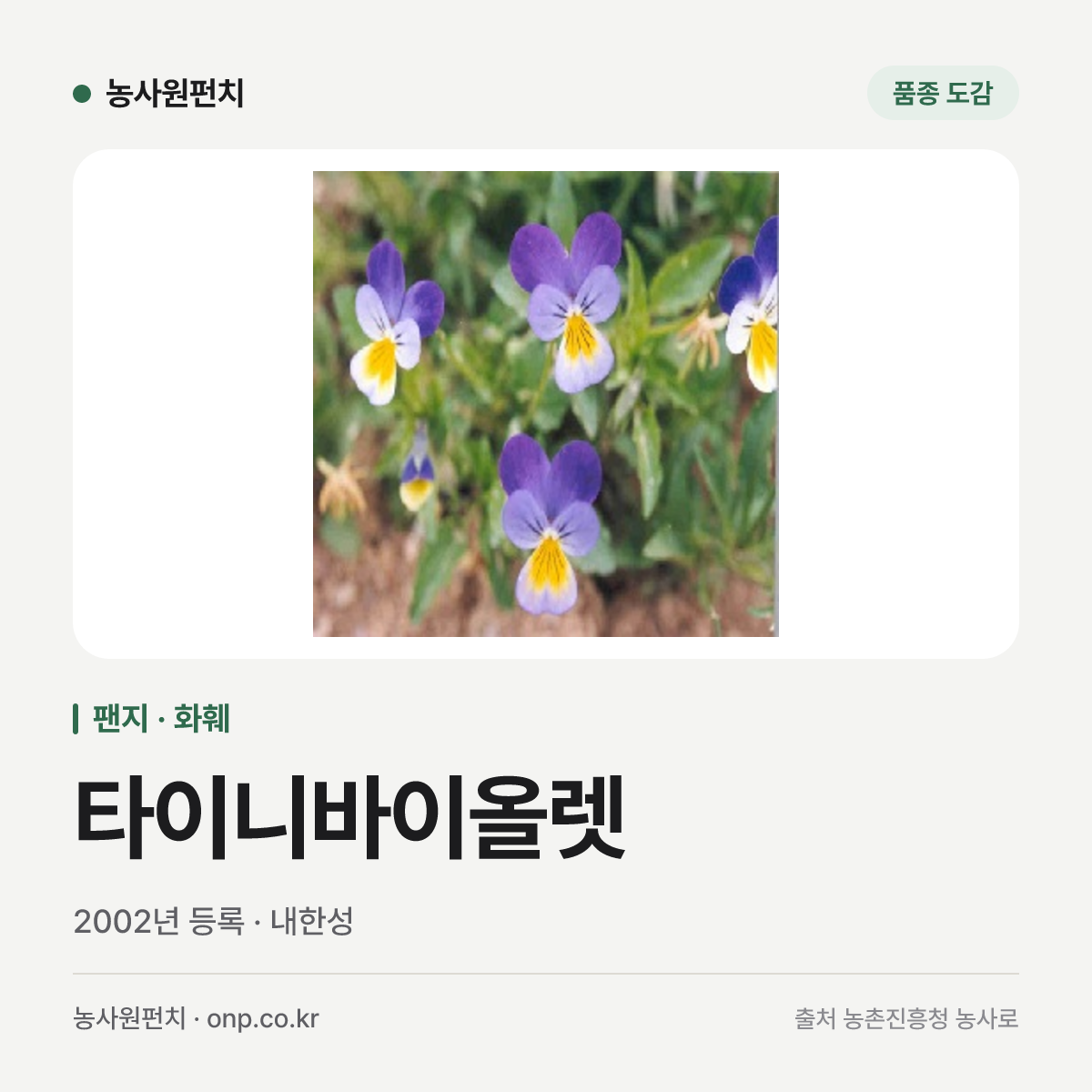 타이니바이올렛