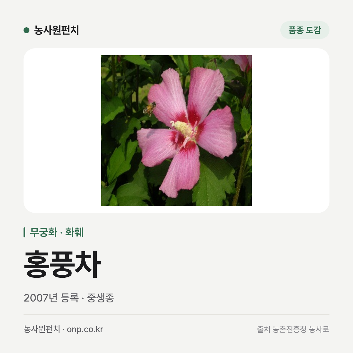 홍풍차