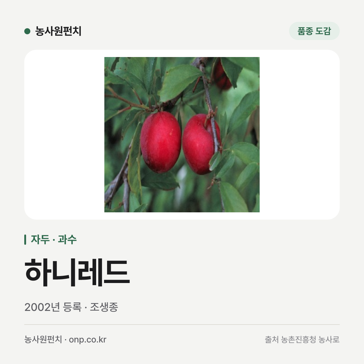 하니레드