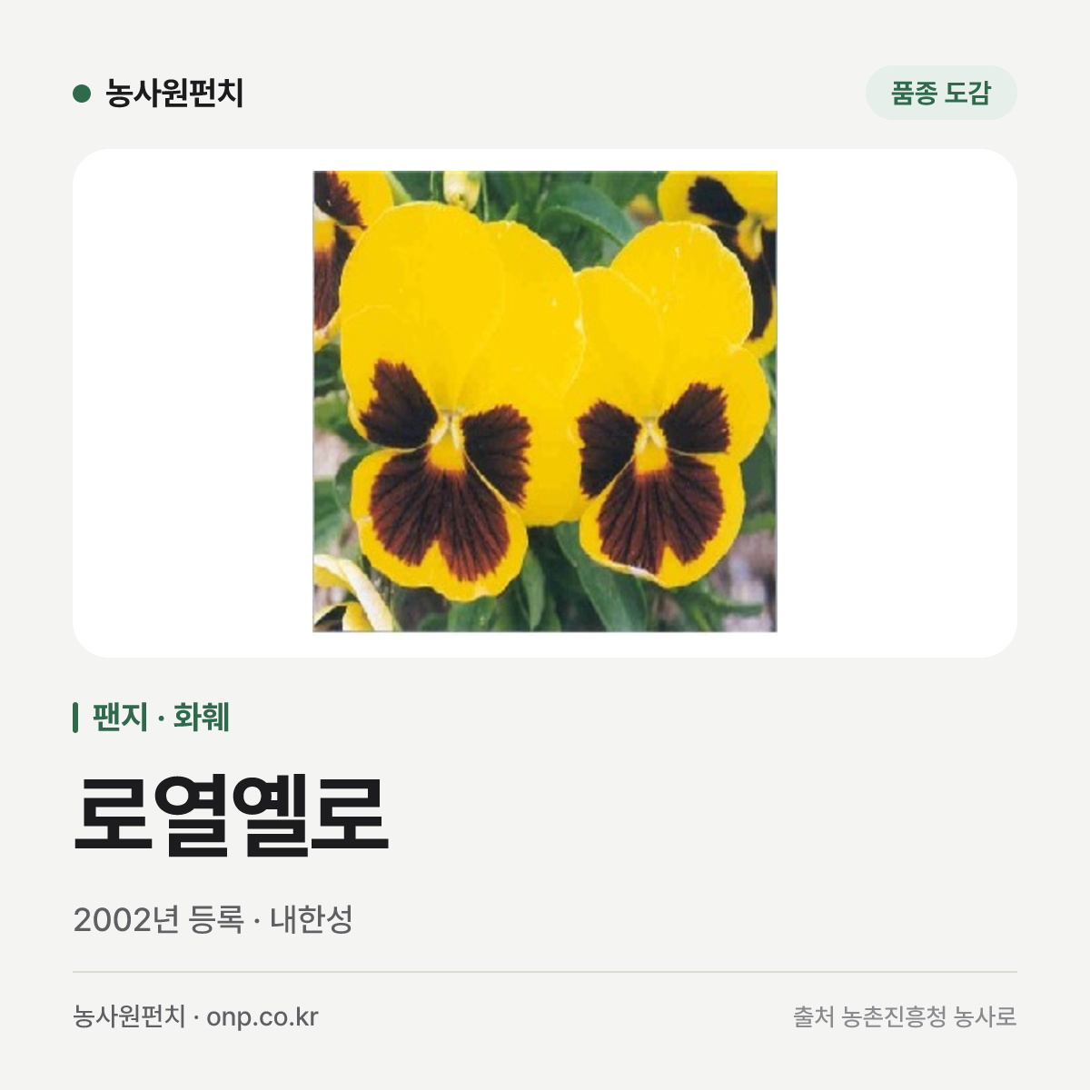로열옐로