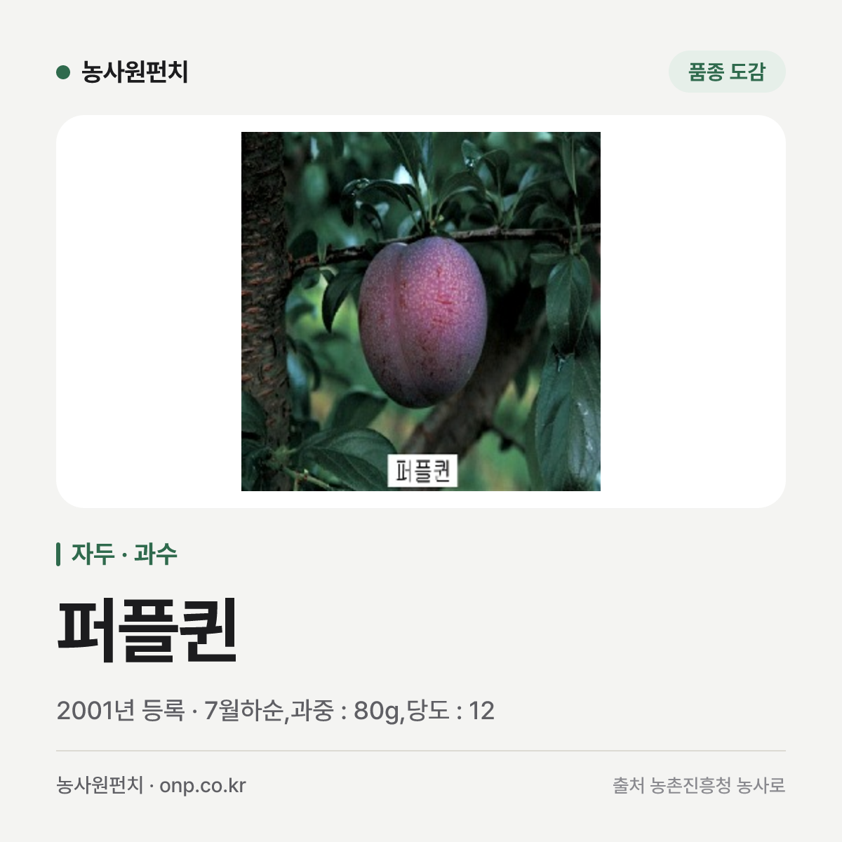 퍼플퀸
