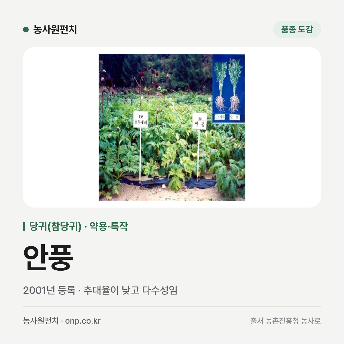 안풍