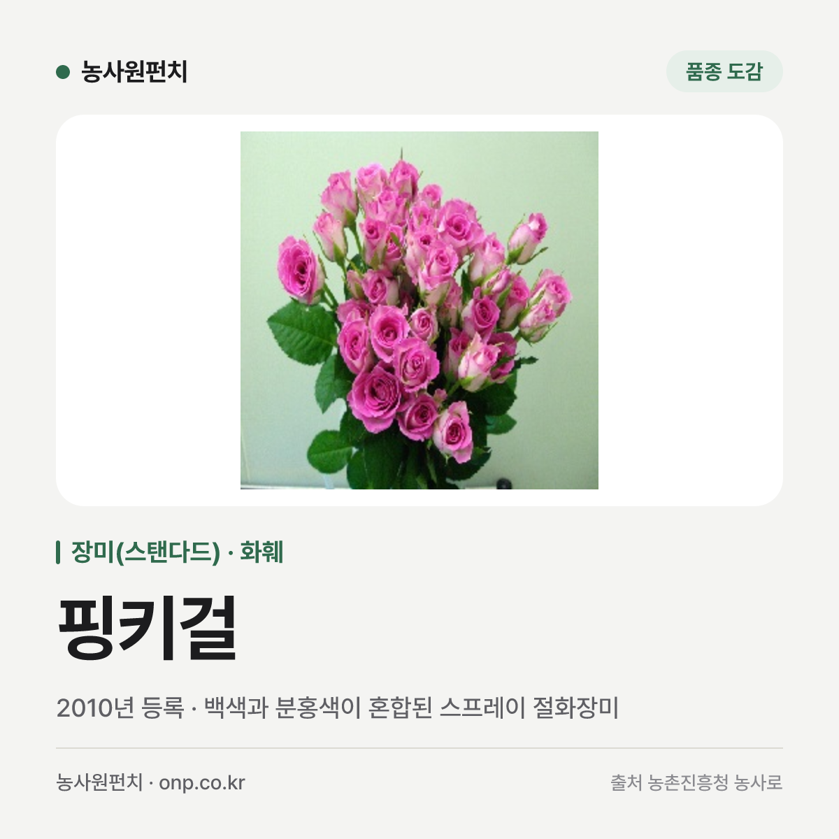 핑키걸