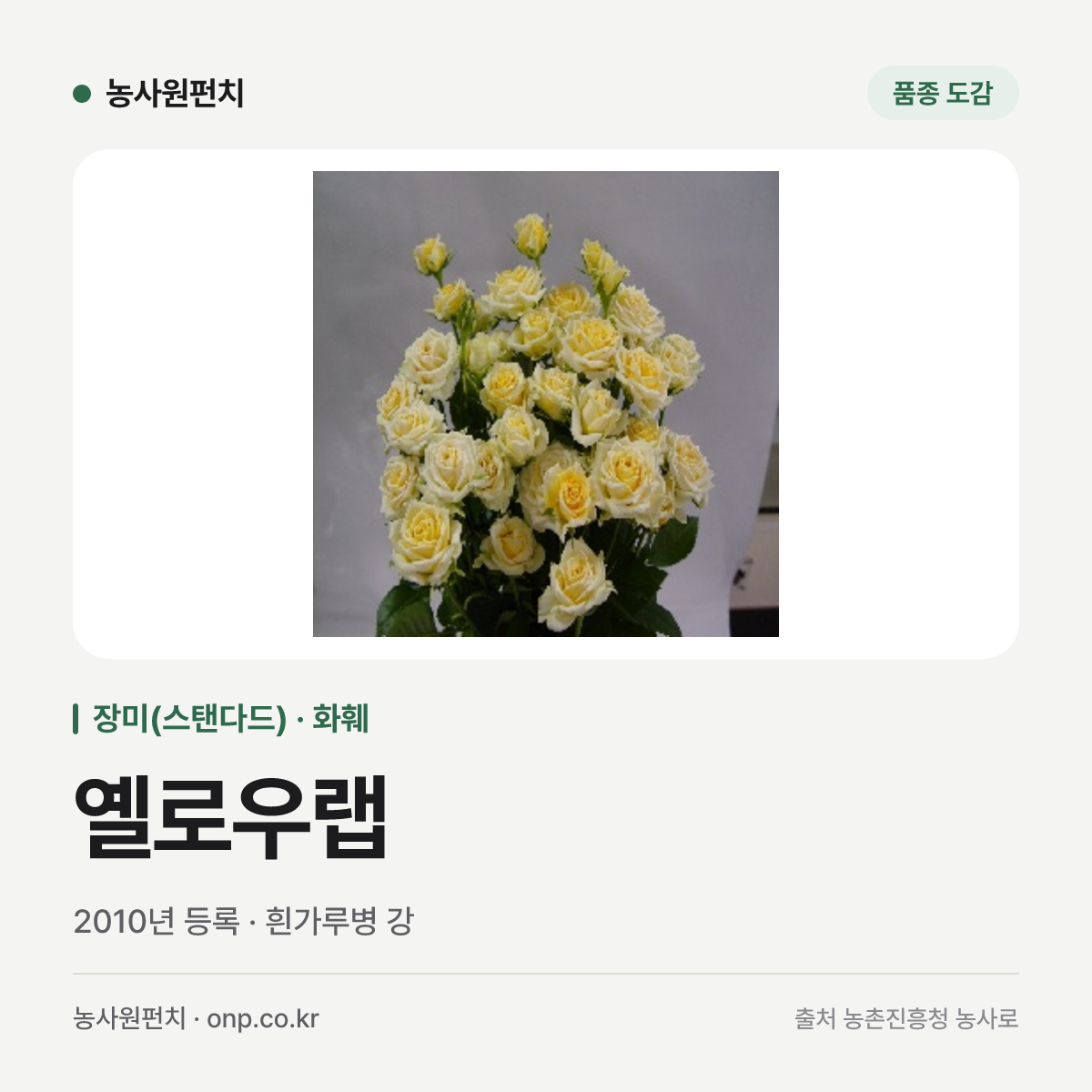 옐로우랩