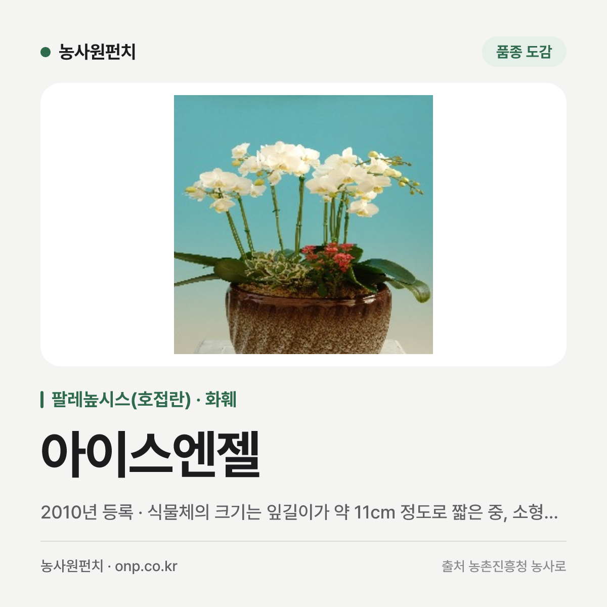 아이스엔젤