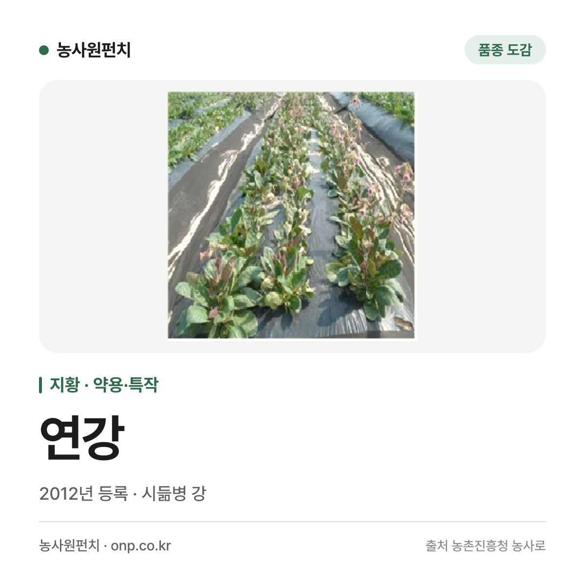 연강