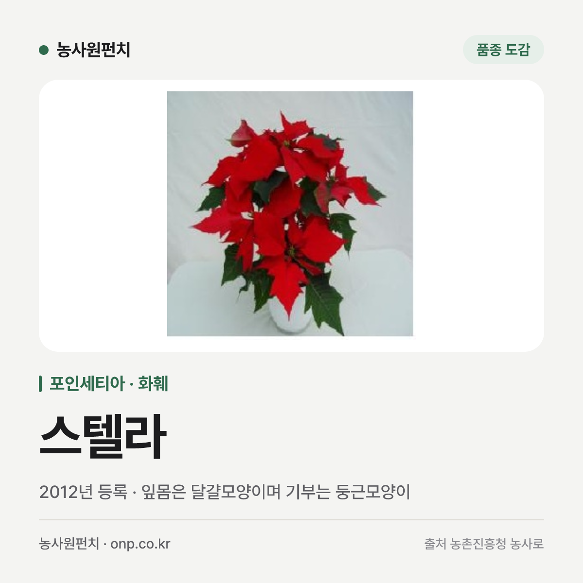 스텔라