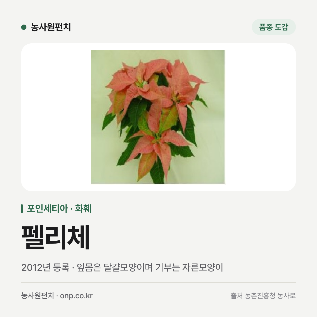 펠리체