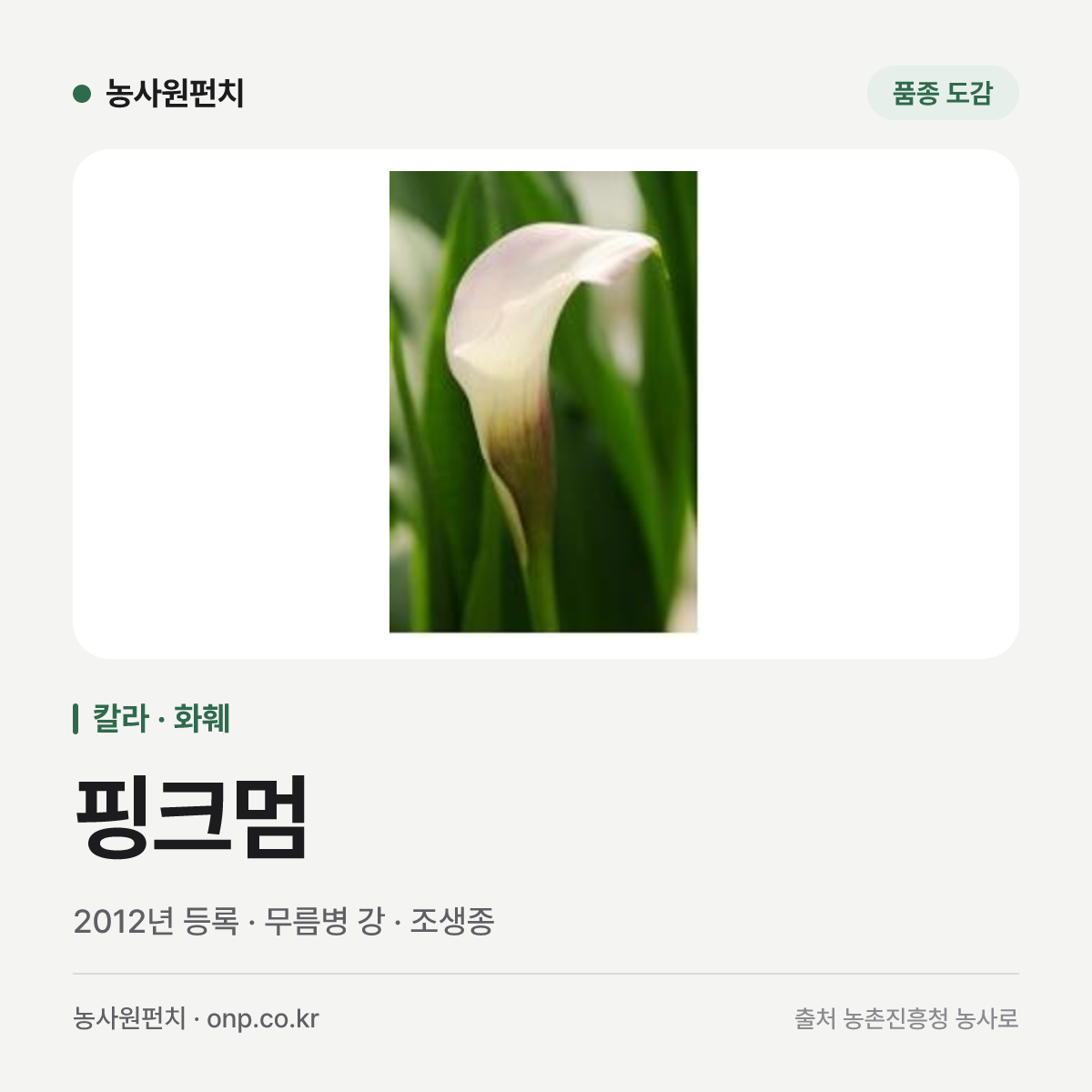 핑크멈
