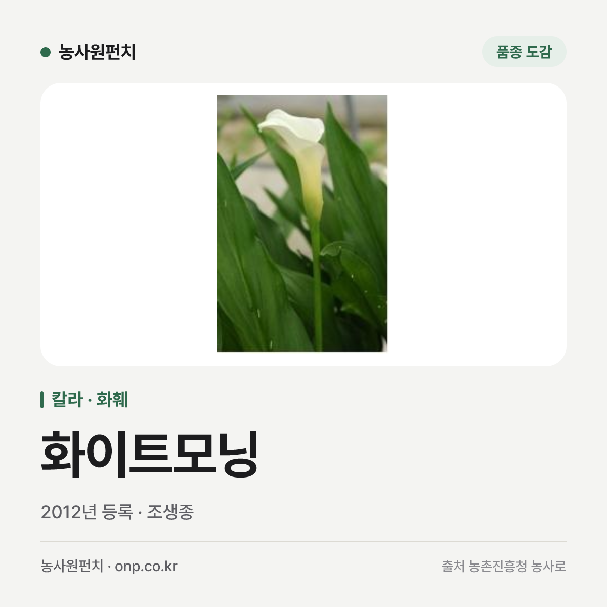 화이트모닝