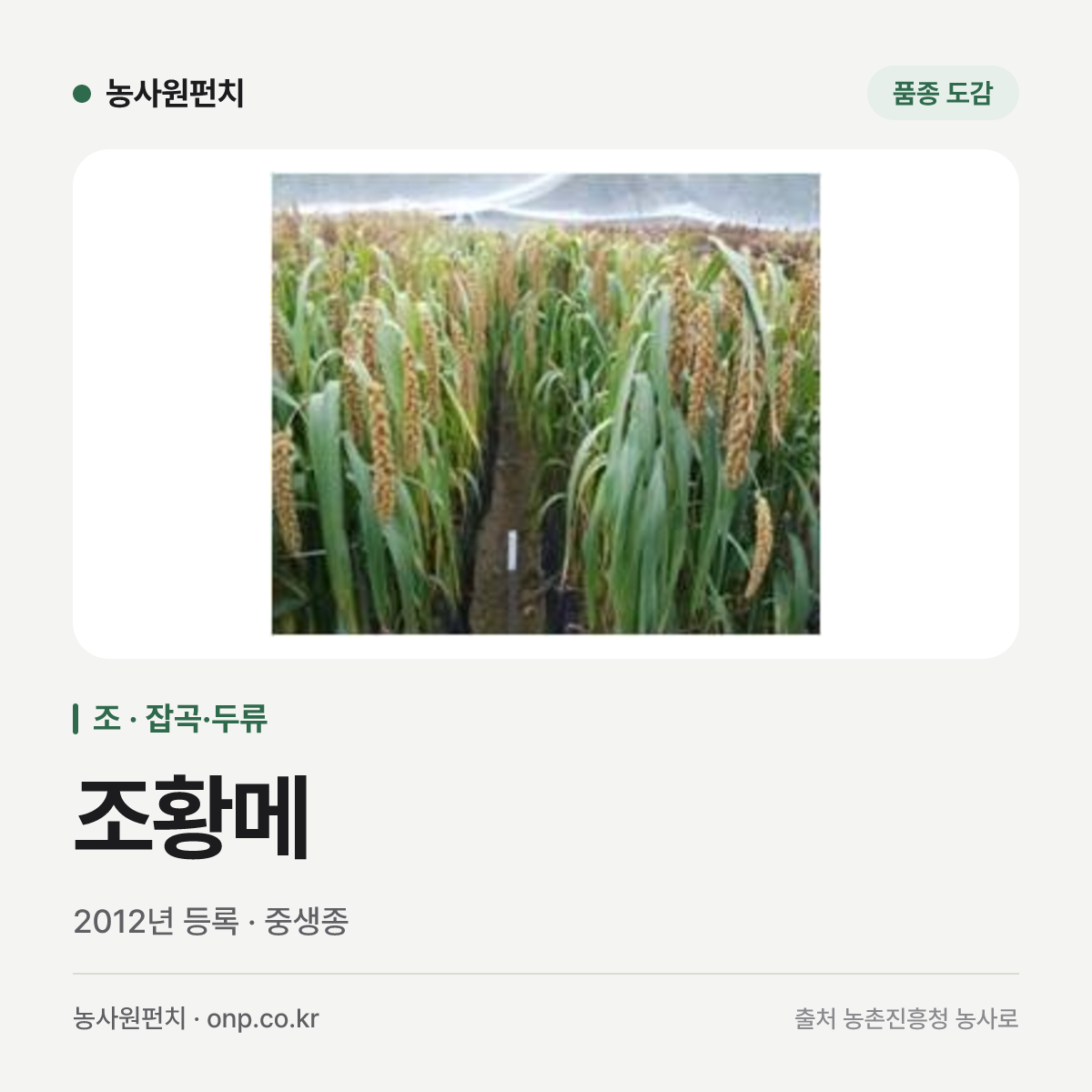 조황메