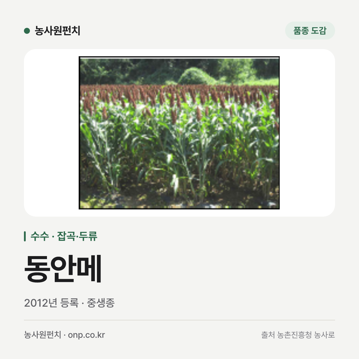 동안메
