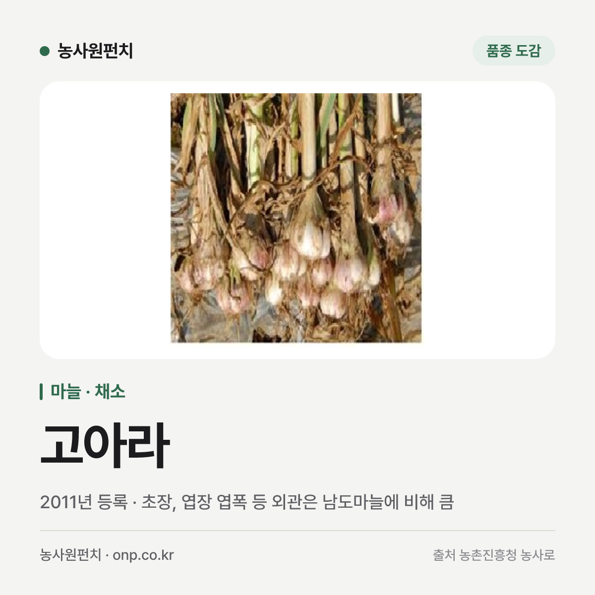 고아라