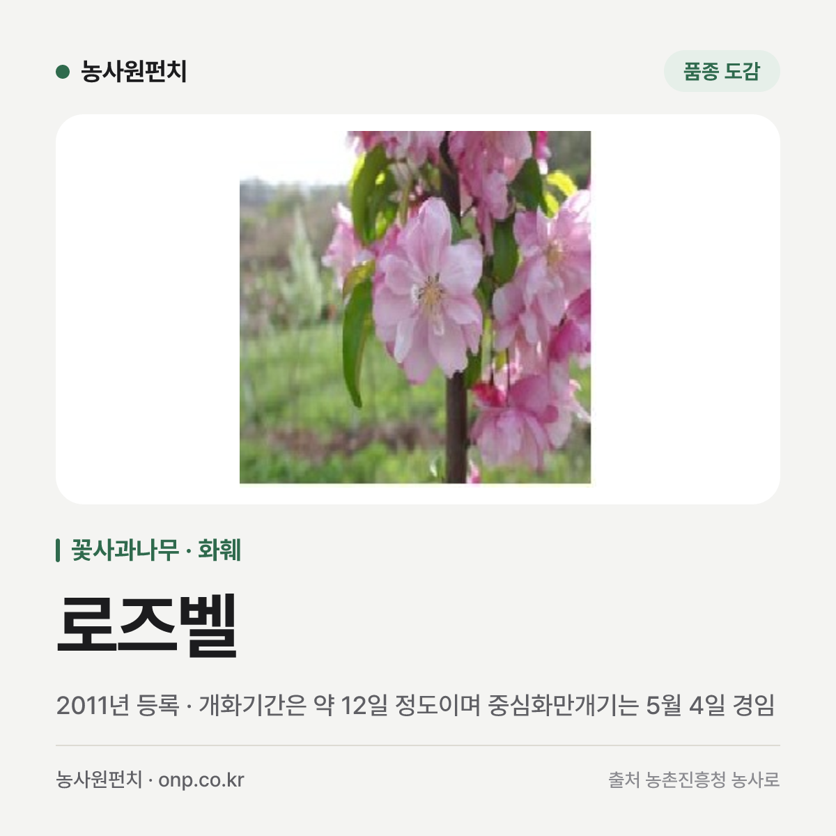 로즈벨