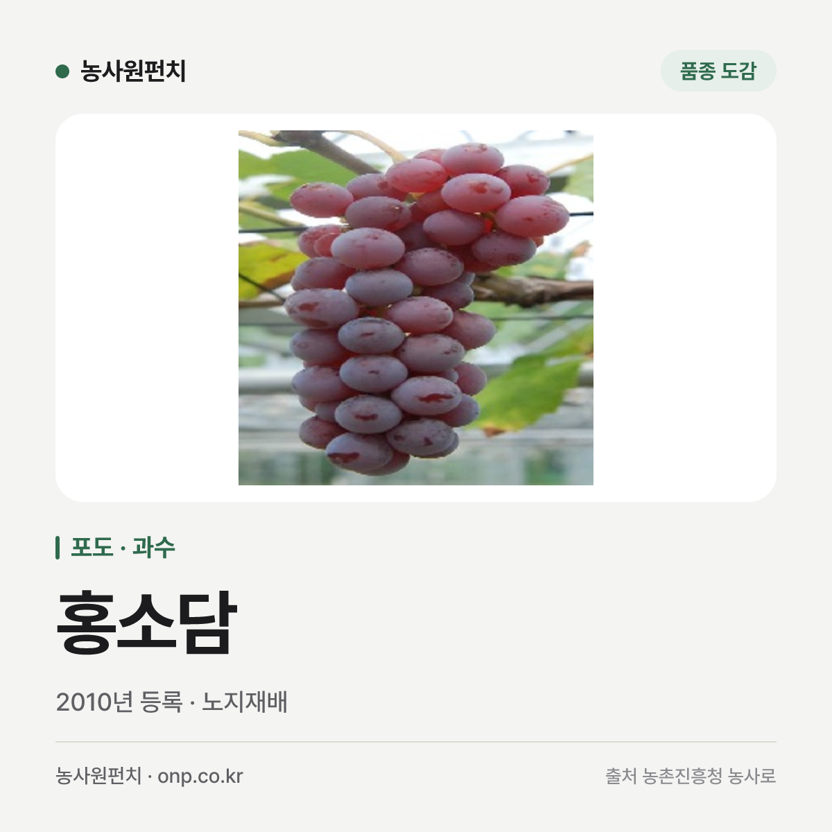 홍소담